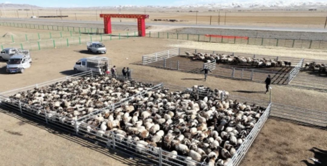 同德縣 多措并舉打造有機農畜產品輸出地，推進畜牧業高質量可持續發展