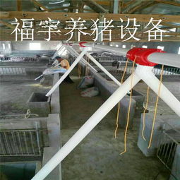 福宇畜牧 自動化料線賦能牧場，一次投資開啟終身效益新篇章